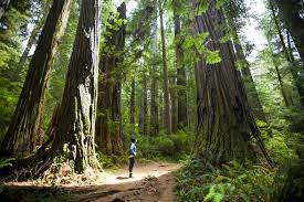 Maybe you would like to learn more about one of these? Redwood National Park The Complete Guide