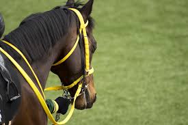 4日、エプソムダウンズ 競 馬場 で行われた 英オークス （g1）をレース史上最大となる16馬身差で圧勝した スノーフォール （牝3、愛・a.オブライエン 厩舎 ）は、次走に7 月 17日の愛オークス（g1）を予定していることが分かった。 æ³¨ç›®é¦¬è©•ä¾¡ Snowfall ã‚¹ãƒŽãƒ¼ãƒ•ã‚©ãƒ¼ãƒ« ç«¶é¦¬ç·åˆã‚µã‚¤ãƒˆg Zero