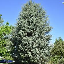 Image result for Cupressus arizonica