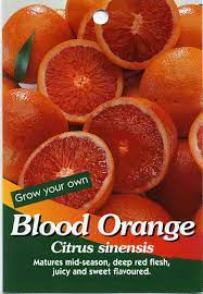 Save blood orange tree to get email alerts and updates on your ebay feed.+ 14.99cts natural orange blood quartz 925 silver tree of life pendant d36689. Blood Orange Citrus Sinensis Buy Blood Orange Matures Mid