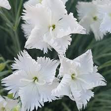 Check spelling or type a new query. Annabelle Dianthus Garden Pinks High Country Gardens