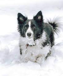 Check spelling or type a new query. Miniature Border Collie Can You Have One As A House Pet