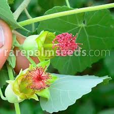 Image result for Abutilon mauritianum