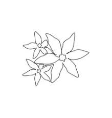 You can now carefully blend all tones using this technique, sometimes create the tones by rubbing with your finger. Jasmine Flower Drawing Vector Images Over 830