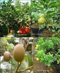 Buah yang disebut sebagai raja durian bisa juga loh di tanam dalam pot. Pin Di Indonesia