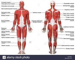 Have you ever noticed a feeling of discomfort after a large meal?. Muscular System Unlabeled Koibana Info Muscular System Human Muscular System Muscle Diagram