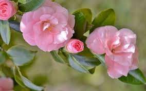 Camellia Flowers Leaves Camellia Macro Branch Pretty Flowers Beautiful Flowers Flowers