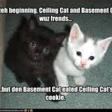 Wallpaper comments (2) posted by zuri on 06/12/12 at 12:35 pm. 25 Basement Remodeling Ideas Inspiration Basement Cat