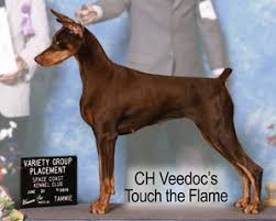 Doberman dogs for sale in florida. Veedocdobermans Quality Dobermans By Leigh Mcbride