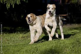 Central Asian Shepherd Dog Central Asian Shepherd Dog