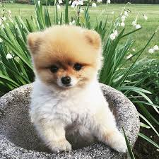 Flashback Photo Of Me Helping In The Garden Comment Below If You Like This Via Thedailypippa Double Tap To Like And Pomeranian Lovers Pomeranian Cute Dogs