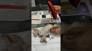 Grooming juga dapat menghilangkan telur kutu pada kucing. Rescue Anak Kucing Terjebak Lem Tikus Part 1 Youtube