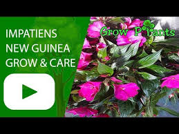 Use a commercial potting mix if you are growing new guinea impatiens in containers. New Guinea Impatiens How To Grow Care
