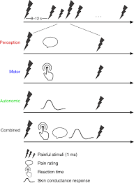 .between perceptual sensitivity to weak stimuli and reactivity to strong stimuli. Distinct Patterns Of Brain Activity Mediate Perceptual And Motor And Autonomic Responses To Noxious Stimuli Nature Communications