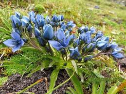 Image result for Swertia eminii