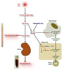 Image result for Haptoglobin