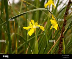 Image result for Moraea spathulata