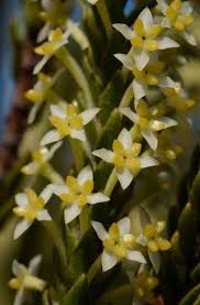 Image result for Struthiola