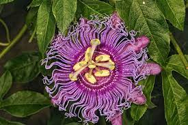 Passion Flower Passion Flower Flowers Brooch