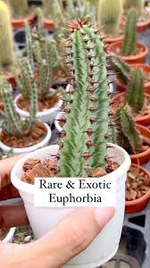 Image result for Euphorbia epicyparissias