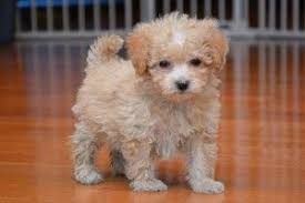 Discover more about our bichon poo puppies for sale below! Bichon Poo Aka Bichon Frise Poodle Mix Soft And Fluffy Poochon Puppies Poodle Mix Dogs Teacup Poodle Puppies