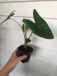 Image result for Albuca sp. no. 1