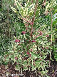 Image result for Ardisiandra wettsteinii