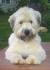 Wheaten Terrier Teddy Bear Cut
