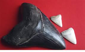 Fossils of megalodon teeth are collected on ancient seabeds now exposed. Who S Your Daddy A Scientific Perspective Into The Evolution Of Great White Sharks Shark Research Conservation Program Src University Of Miami