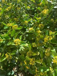 Image result for Psychotria capensis