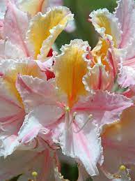 List Of Rhododendron Species Azalea Flower Flower Seeds Flora Flowers