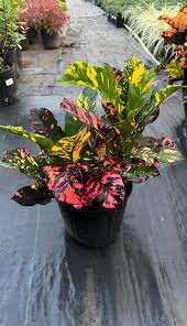 Image result for Croton