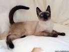 Available Siamese Kittens For Sale & Cats For Adoption