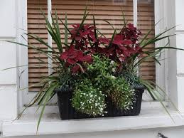 For best results, plant your window box. Doddington Place Gardens Winter Colour In Window Boxes Faversham Sittingbourne Kent