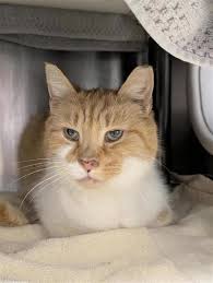 ‪Cats for Adoption | Adoption | Montreal SPCA‬‏