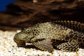 Some eat other fish, some. Which Aquatic Species Help Keep The Tank Clean From Algae The Tye Dyed Iguana Reptiles And Reptile Supplies In St Louis