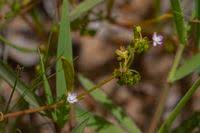 Image result for Gisekia