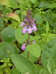Image result for Stachys didymantha