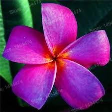 100pcs Home Garden Frangipani Mixed Color Plumeria Rubra Flower Plantas Decoration Romance Egg Flowers Bonsai Pl Plumeria Flowers Tropical Flower Plants Plants