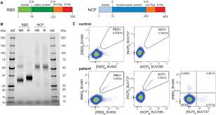 Her mother, kathlyn corinne (maclean), was a drama teacher from nova scotia, canada, and her father, ira. Rapid Generation Of Durable B Cell Memory To Sars Cov 2 Spike And Nucleocapsid Proteins In Covid 19 And Convalescence Science Immunology