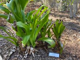 Image result for Crinum jasonii