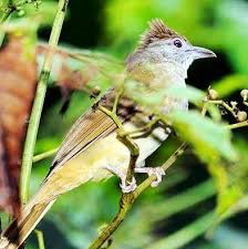 Bagi para pecinta burung, jenis pleci ini sering dijadikan. Cucak Jenggot Alophoixus Bres Burung Jenggot Bulbul