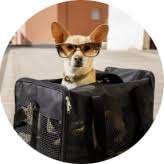 Founded in 1998, indian courier service international is well known and leading express courier company offers courier and cargo services to the doorsteps of our valued customers across the world at very low cost. International Pet Transport Domestic Pet Transport Pet Relocation India Airpets