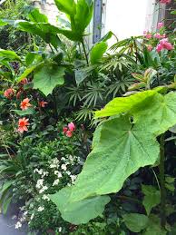 Image result for Sparrmannia