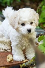 Pin On Animals I Love