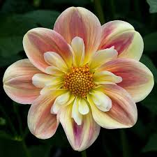 We did not find results for: Dahlia April Heather Mid August With Images Dahlia Beautiful Flowers Planting Flowers