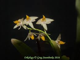 Image result for Polystachya fallax