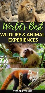 30 Bucket List Animal Wildlife Experiences Animal Experiences Wildlife Travel Wildlife