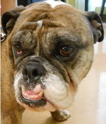 All prompt care patients will be seen in the order their name appears on our waitlist, except for emergencies which will be seen immediately. Highland Park Vet Pet Surgery Higland Park Veterinary Clinic