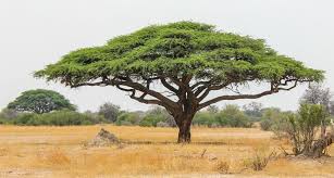 Ten cubits shall be the length of a. 10 Things You Didn T Know About African Acacia Trees African Tree Africa Trees African Trees